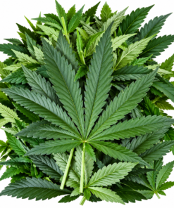Marijuana strains