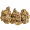 Tsunamilatto Strain
