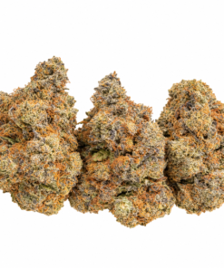 Tsunamilatto Strain