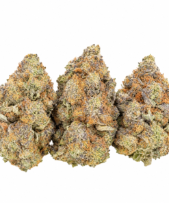 Jet Fuel Gelato Strain